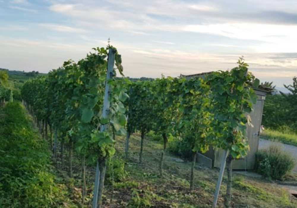 Weinberge im Kaiserstuhl