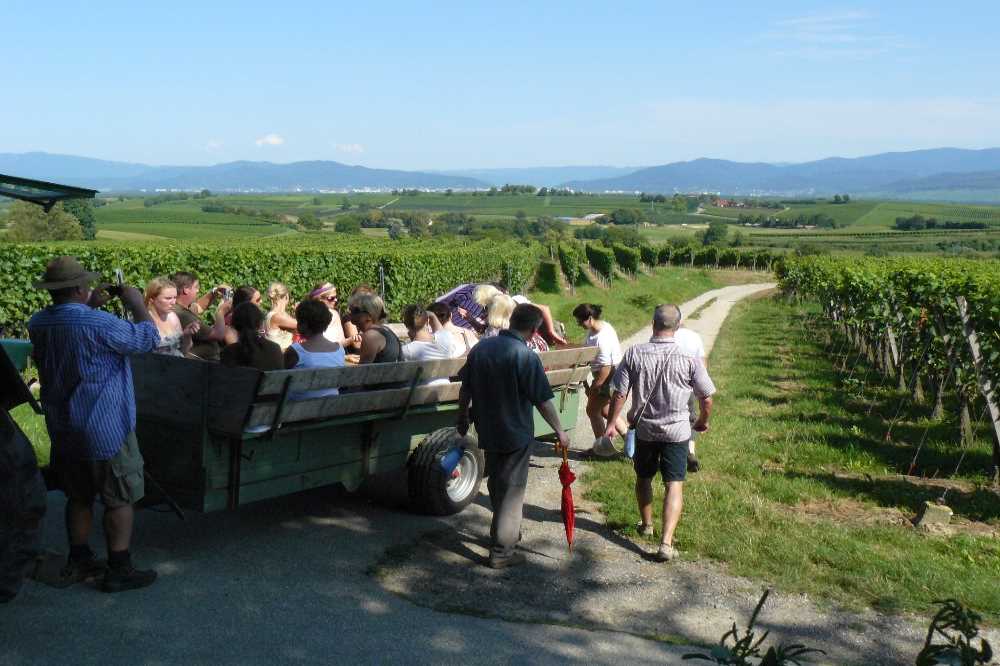 Unimog- und Traktortour durch Weinberge